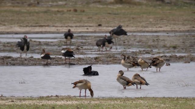 flamingo 4K Video Sleep Relax Meditation Music смотреть онлайн