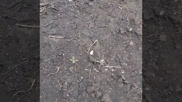 26.04.2023 Раскидал семена фацелии на лесном точке. смотреть онлайн