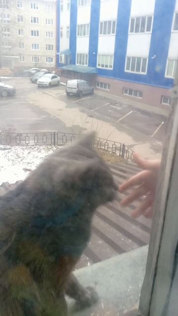 Кот разбойник!!!