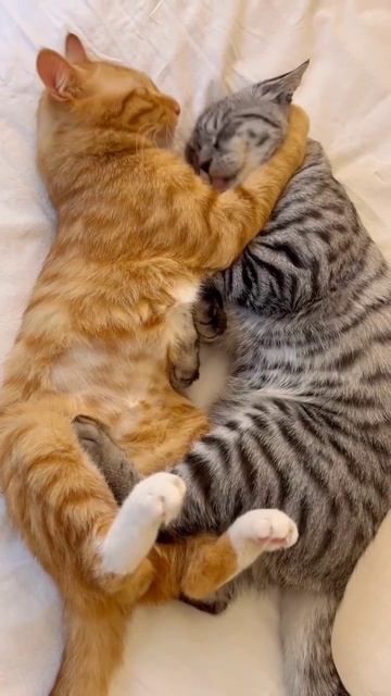 кошачьи нежности и обнимульки.mp4