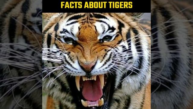 FACTS ABOUT TIGERS🐯 #shorts #facts смотреть онлайн