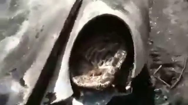 Не заправляйтесь на bp смотреть онлайн