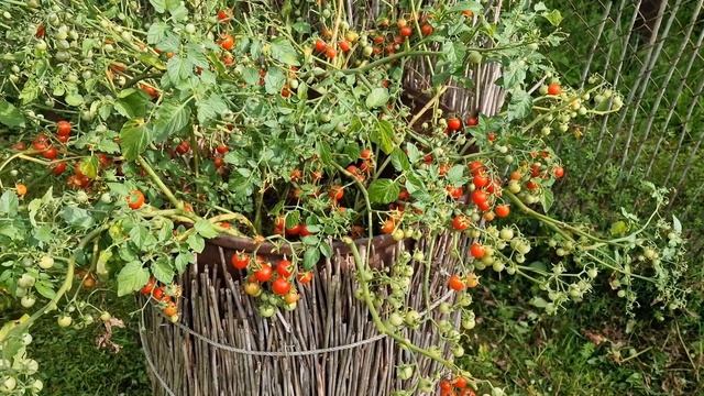 Уличный ампельный сорт томата - Cherry Red Cascade 🍒 смотреть онлайн