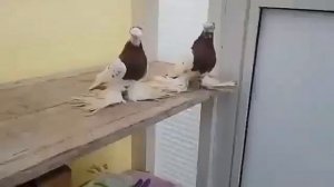 Узбекские двухчубые голуби