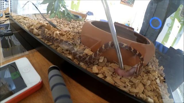 Je nourrit mon serpent des blés (Pantherophis Guttatus) смотреть онлайн