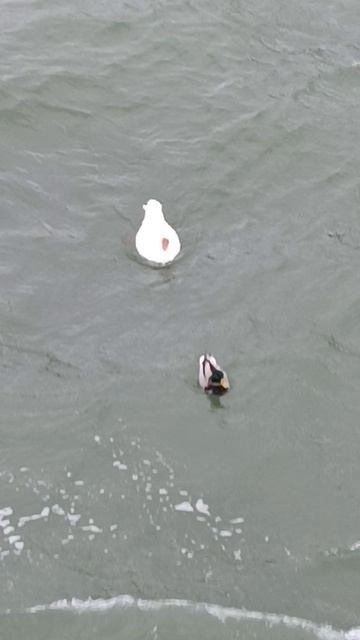 домашний гусь на море смотреть онлайн