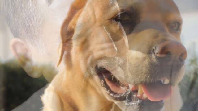 Хозяин решил избавиться от старой собаки. Но в последний момент что-то пошло не так! смотреть онлайн