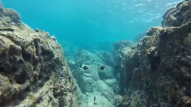maui fish with flying gurnard смотреть онлайн