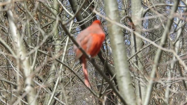 ERNEST METTER: «SPRING IS COMING» смотреть онлайн