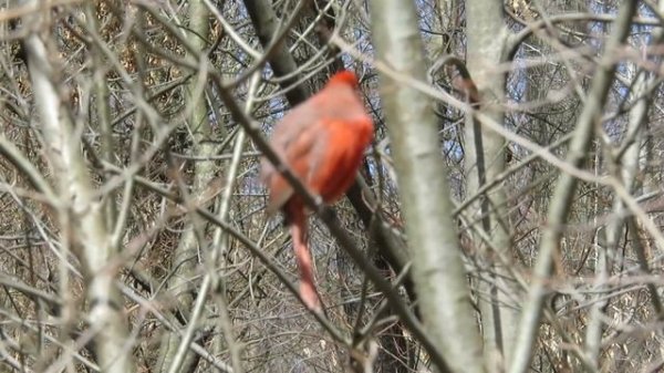 ERNEST METTER: «SPRING IS COMING»