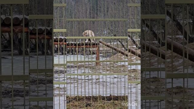 Парк львов Земля Прайда 🐅🐪🐾🦁 смотреть онлайн