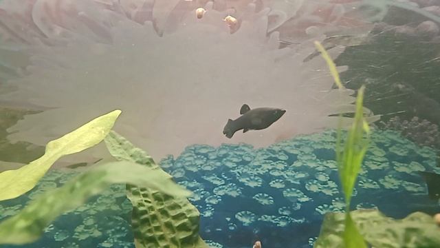 Черная молли- slow fish 🐟