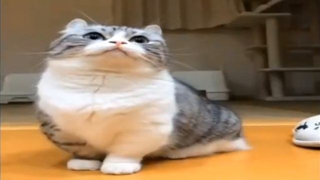 БАНАНЧИКИ 1 ЧАС🍌🍌🍌 смотреть онлайн