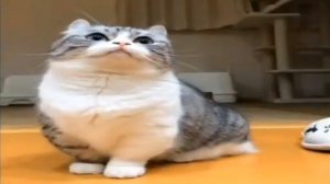 БАНАНЧИКИ 1 ЧАС🍌🍌🍌