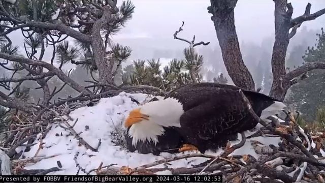There’s Hope For Jackie & Shadow! #eagles #egg #mom #dad #hope