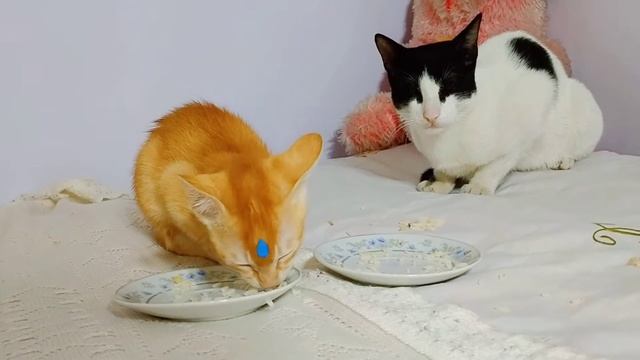 জেরি ও কিটি একসাথে খাবার খাচ্ছে | Cute cat baby kitten ❤️❤️❤️ смотреть онлайн