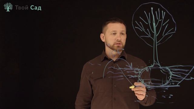 Теория правильной посадки крупномеров деревьев. Лекция 11. смотреть онлайн
