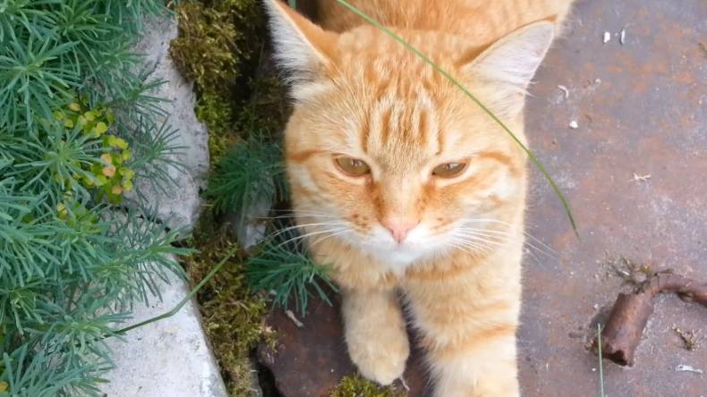 Кот на прогулке смотреть онлайн