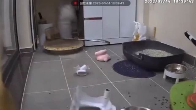 Кот и швабра (юмор).mp4 смотреть онлайн