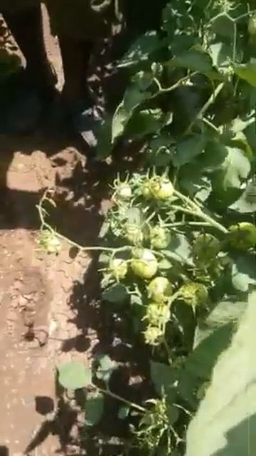 आशिर्वाद अर्थप्लस व आशिर्वाद दशावतार смотреть онлайн