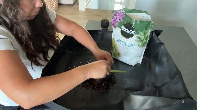 Miracle-Gro Succulent Potting Mix | Our Point Of View смотреть онлайн