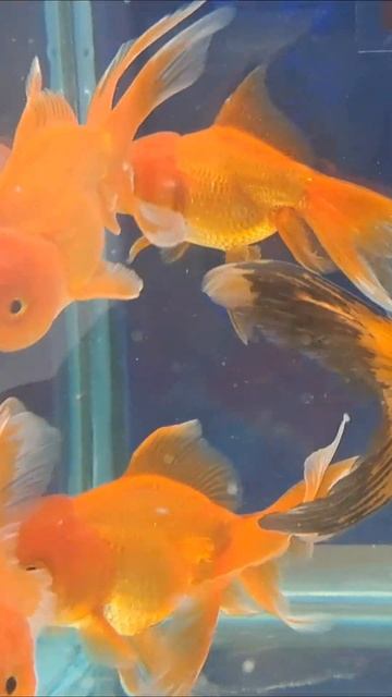 Goldfish Oenda Aquarium Fish.#goldfish #vlog #shorts #short #shortvideo #subscribe #status #viral смотреть онлайн