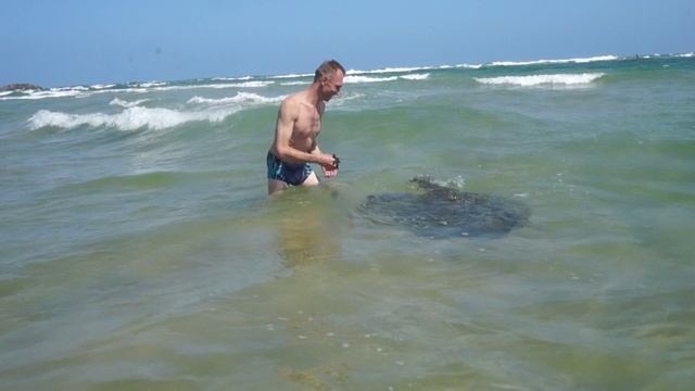 Черепаха смотреть онлайн