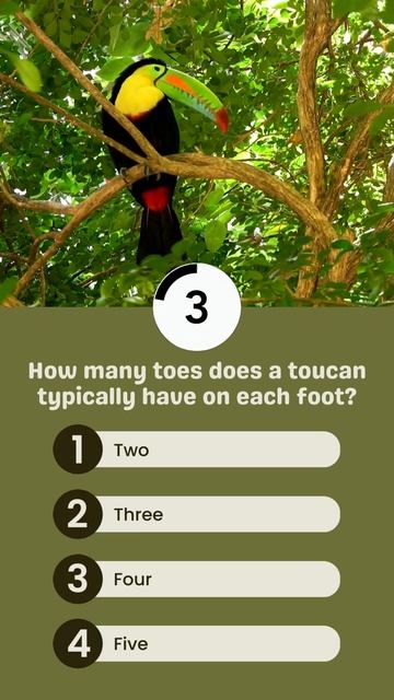 How many toes does a toucan typically have on each foot? смотреть онлайн