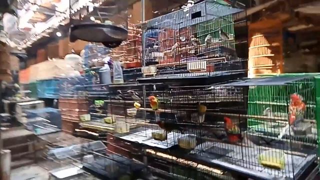 TERBARU !!! HARGA HEWAN DI PASAR BURUNG PRAMUKA смотреть онлайн