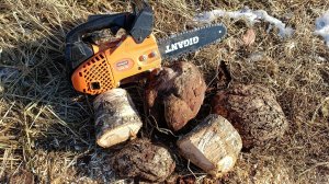 драгоценная сия древесина. распилил сувель на заготовки посмотрим как выглядит берёзовая капа внутри