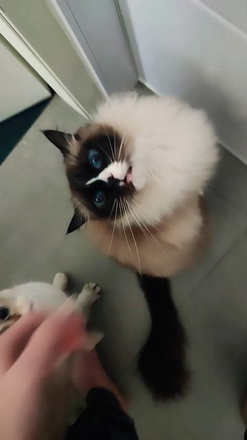 #кошки #cat #кот #кошка #cats #котенок #котики #коты #котёнок #котята смотреть онлайн