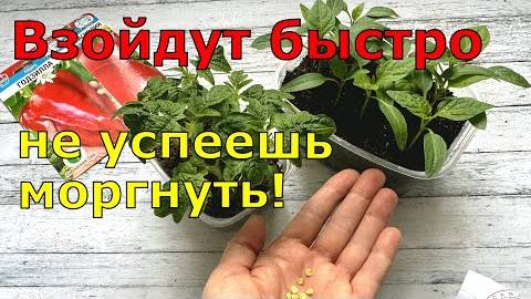 Сею ТОМАТЫ и ПЕРЦЫ вот ТАК и РАССАДА всегда КРЕПКАЯ всегда! смотреть онлайн