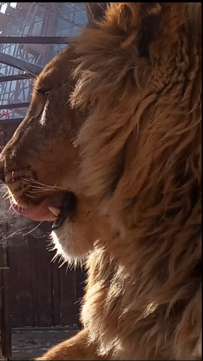 ШЕРХАН, полежи на солнышке. #шерхан #лев #lion #zoo #животные #минск #юмор #shortvideo смотреть онлайн