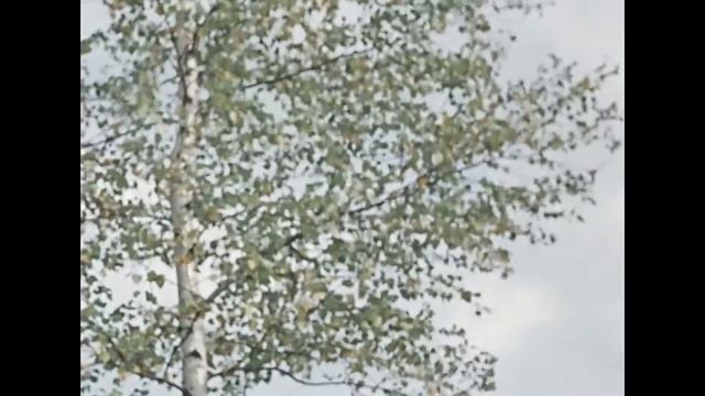 Пес Барбос и необычный кросс 1961 1080p Rus смотреть онлайн