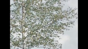 Пес Барбос и необычный кросс 1961 1080p Rus