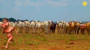 Туба дуба дуба Весёлая корова танцует и поёт Мычание коровы для детей