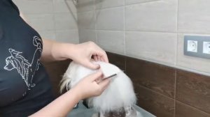 Китайская хохлатая .  Стрижка шерсти на ушках