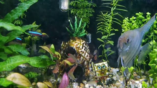 Explorando meu aquário plantado. Betta, acará bandeira, neon. Música para relaxar. My planted tank. смотреть онлайн