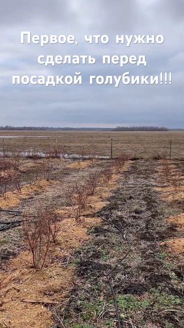 Посадка голубики! #голубика смотреть онлайн
