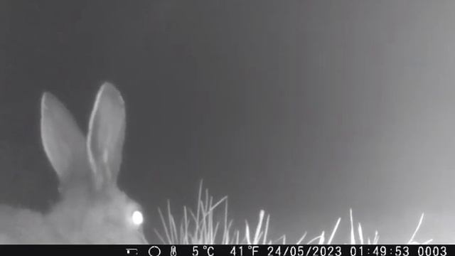 Заяц хулиганит ночью!!! смотреть онлайн