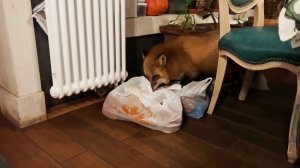 Лиса-Алиса. Лиса раскидала содержимое пакетов по всей кухне.