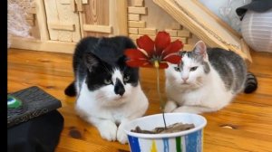 Хитрый и ХАмяк. а-ну-ка давай-ка играют в among us