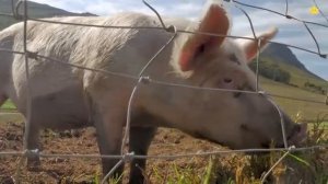 Кого привёз синий трактор? Корову лошадь свинью Домашние животные для детей и звуки животных