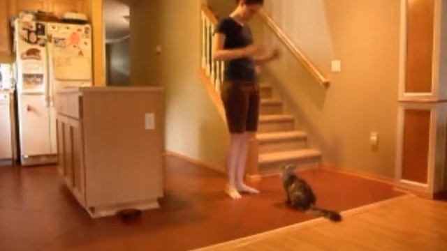 Siberian Cat demonstrating "Up" command смотреть онлайн