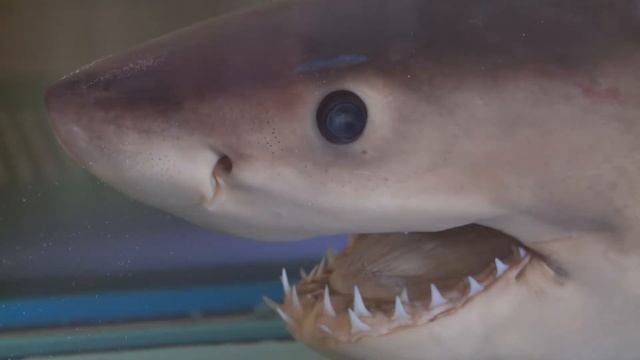 Noel McKenna maps Dangerous Australia смотреть онлайн