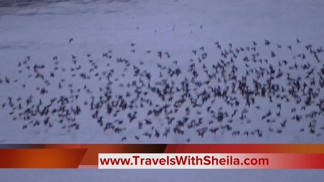 One Million Little Auklets: A Hitchcock Nightmare смотреть онлайн