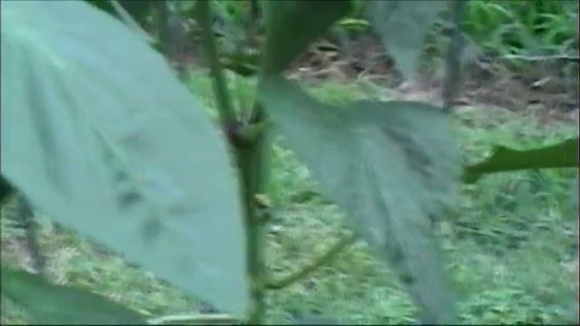 HOLEy Moley! What's eating on my garden plants and boring holes?? смотреть онлайн