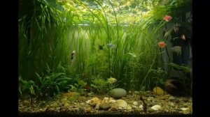 Аквариум с рыбками. Релакс.