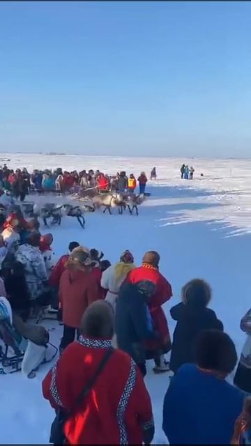Слёт оленевода Тазовский ЯНАО