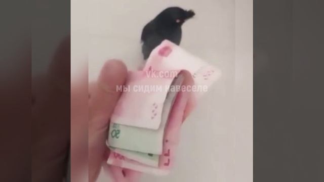 Сорока воровка (юмор).mp4 смотреть онлайн